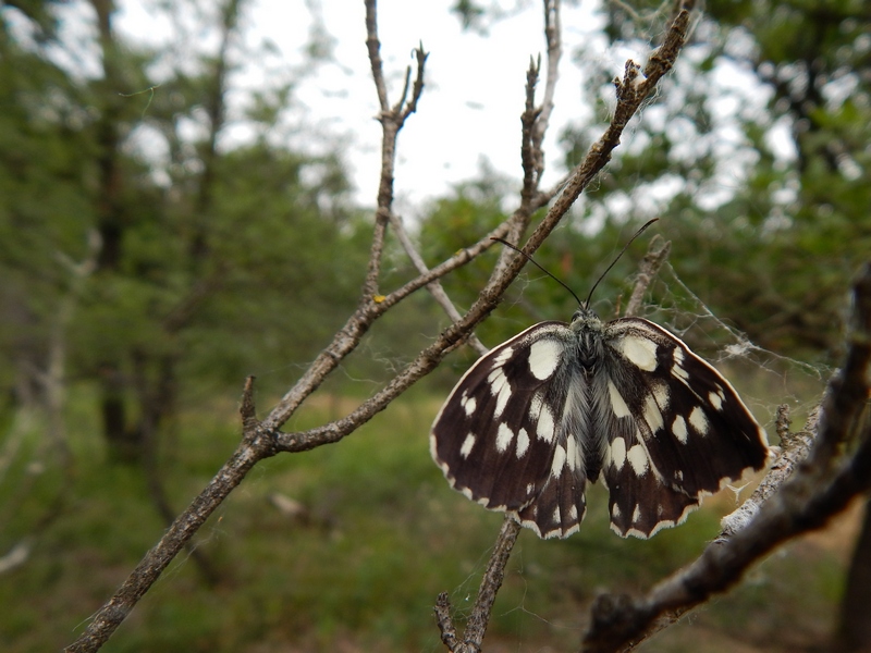 Melanargia galathea puntuale all''appuntamento